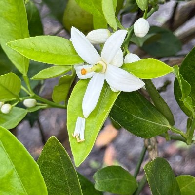 Grew up walking to grove picking fresh citrus. Married a citrus farmer and our kids grew up riding in the grove. I'm also a NGC Flower Show Accredited Judge.