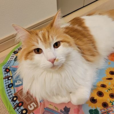 sQqqDhtrSgulWzj's profile picture. ノルウェー・ジャンフォレストキャット2歳♡女の子です😺
