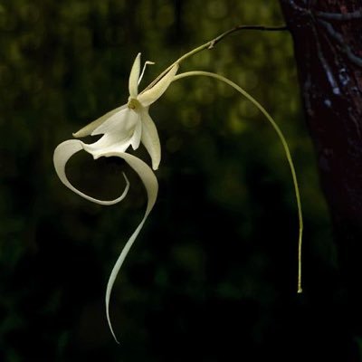 PIRI Profile