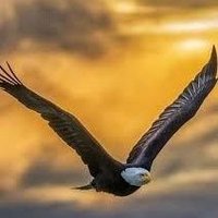 شاهین (@mbayat412989) 's Twitter Profile Photo