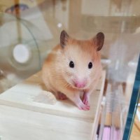 のぞみﾝ(。・_・。)ノ🍺🐹 (@kbtr8nkzvtgie9r) 's Twitter Profile Photo