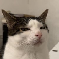 Gato 🐈 - del 38% (@michipuntoexe) 's Twitter Profile