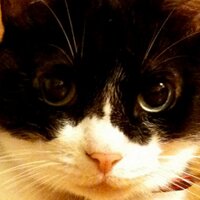 nekogai (@nekogai) 's Twitter Profile