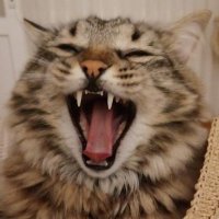 Aslı (@minikkuskelebek) 's Twitter Profile