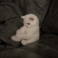 雑魚 (@zako_xox) Twitter profile photo