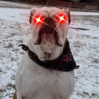 Bulldog Hype (@yale_hype) 's Twitter Profile Photo