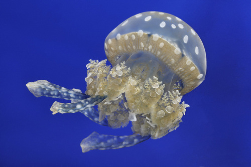 Monterey Aquarium PR Profile