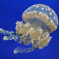 Monterey Aquarium PR(@MontereyAq_PR) 's Twitter Profile Photo