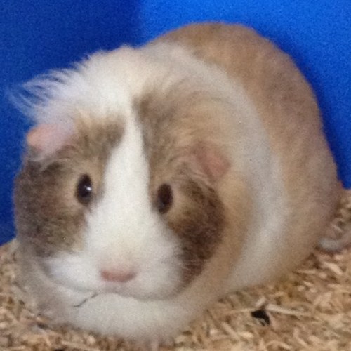 sammiibonnie's profile picture. 