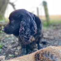 KB (@lagopusscoticus) 's Twitter Profile