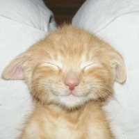 ุฑูุญ (@mememermeme) 's Twitter Profile Photo ุฑูุญ (@mememermeme) 's Twitter Profile Photo