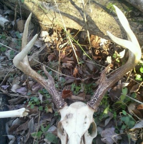 HuntingDeer101's profile picture. if you likebto hunt deer than follow me, will follow back