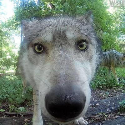 Médico, só que de bicho 🩺🐄/
Muito emo thash
https://t.co/1uGiuruFHM
