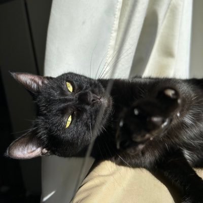 Chatsombre_'s profile picture. Kyky pour les intimes 🐈‍⬛ Je vis pour la pâtée.