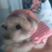 麻🐹 (@mn_8m8m) 's Twitter Profile