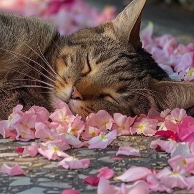 CurryCatさんのプロフィール画像