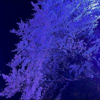 ばいぬ (@eacri5) 's Twitter Profile
