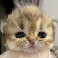 HorribleKid6・:*+.\(( °ω° ))/.:+ (@sadboy_dh) 's Twitter Profile Photo HorribleKid6・:*+.\(( °ω° ))/.:+ (@sadboy_dh) 's Twitter Profile Photo