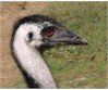 Auntie_Emu's profile picture. retired writer/editor