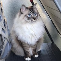chat (@bacaudbernard) 's Twitter Profile