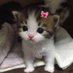 Bebe (@bebskibubski) Twitter profile photo