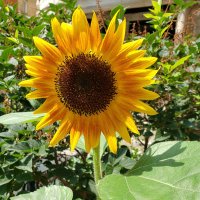 rena (@citydogsandcats) 's Twitter Profile Photo