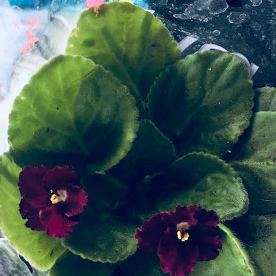 Ya3kYukiko's profile picture. 