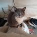 smolMeow (@pizzacat97) Twitter profile photo smolMeow (@pizzacat97) Twitter profile photo