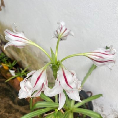 Biigz973's profile picture. 