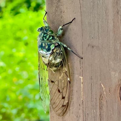 横浜在住・生き物全て好きです。特に昆虫が好きですが、基本採集・標本・飼育は行ってません。趣味は散策で自分の感性に響いた写真を撮って適当にアップしてます(スマホ撮影ですが)都会よりは自然が良いですね。