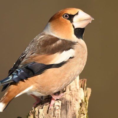 We track all Hawfinch sightings around the UK. Probably the country's most elusive breeding bird - and in an alarming UK population decline.