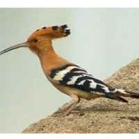 اسـدالـديـنـ الكربي (@asdalkrby8) 's Twitter Profile