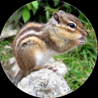 penstemon_s9m's profile picture. 明るく生きる☃️🩷