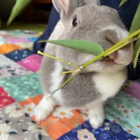 ショコ助🐇new (@ichbinkaninchen) 's Twitter Profile Photo ショコ助🐇new (@ichbinkaninchen) 's Twitter Profile Photo