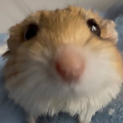 cacauwn's profile picture. 