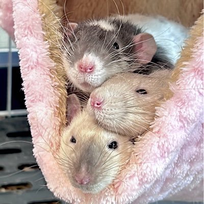 ファンシーラットのこげ・むぎ・ごまと暮らしている飼い主のアカウントです🙋♀️✨ はな・らら・ぴー🐭ぷー🐹もいたよ🌈😌