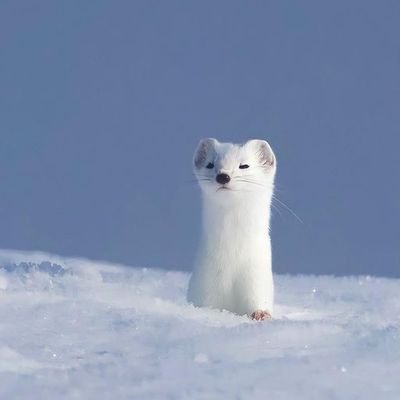 sachyverse's profile picture. ૮₍˶ •. • ⑅₎ა ♡ Let's live day-to-day ⋆⭒˚.⋆