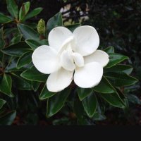 SouthernNana (@joa23386) 's Twitter Profile