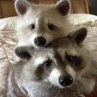 Dany (@danypwn) 's Twitter Profile