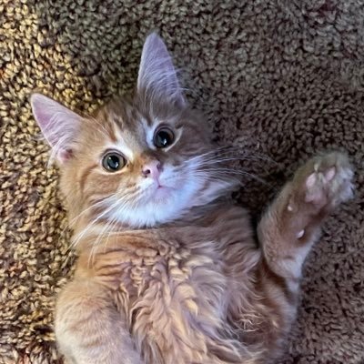 KrxniqaL's profile picture. he/him, just ugh man