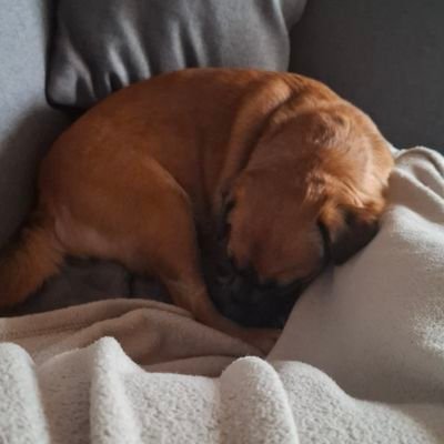 Hallo magst du für mich mal was teilen? Ich möchte gerne neuen Hündin retten schaffen es alleine aber nicht mehr kann es nicht mehr stemmen? https://t.co/PELSVNFWSz