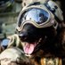 Werewolf K9 (@werewolf_k9) Twitter profile photo Werewolf K9 (@werewolf_k9) Twitter profile photo