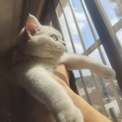 自由灵魂