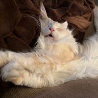 Teleau (@teleau196878) 's Twitter Profile
