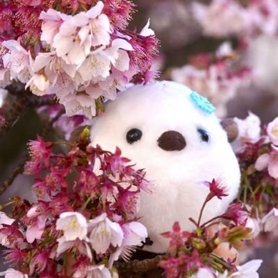 cekiri_ri's profile picture. 🇨🇳｜せきり と申します｜りこのトリコ🐦｜AveMujica🧢三角初華推し｜ヘブバン☘️蒼井えりか推し