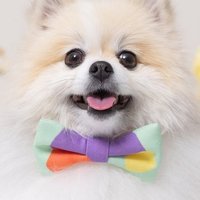 ちくわ(ぽめ) (@chikuwa_pome222) 's Twitter Profile Photo ちくわ(ぽめ) (@chikuwa_pome222) 's Twitter Profile Photo
