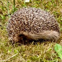 Mal-pensant (@jmet3636) 's Twitter Profile