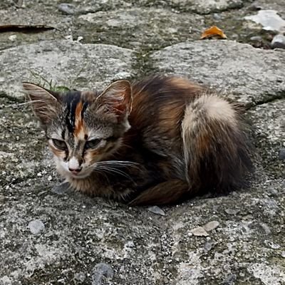 respwnquick's profile picture. 