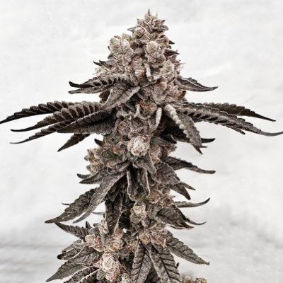 Microdosing therapist,cannabis and crypto Enthusiast💨🍃🔥 420 friendly family💨 plug for medical and recreational marijuana. Dm for fast and safe deliveries...