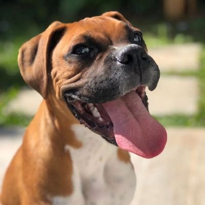 DMeselin's profile picture. 